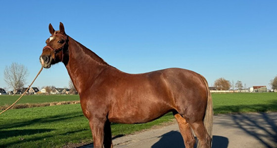 2027 verwacht Gelders x ?