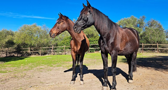 Bokker Sunshinedaan is toeristengids te paard in Portugal