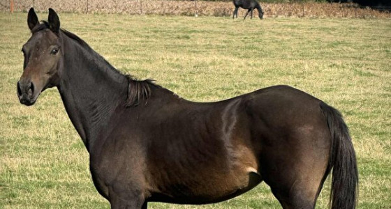 Hengstenkeuze Apache x ungaro merrie