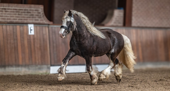 [FOTO] Sfeerbeelden Tinker Hengstenkeuring 29 maart 2026