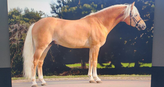 Maak kennis met Liz. Arlon, onze nieuwe aanwinst