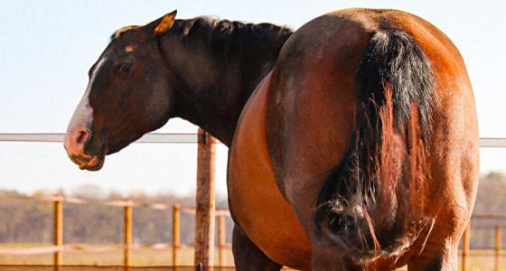 Frosty krijgt haar 1e veulentje