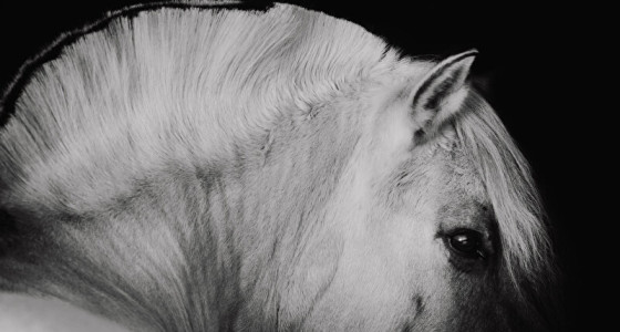 Een ode aan Roos de Fjord!