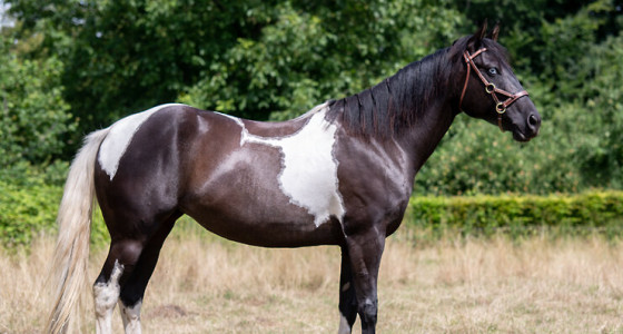 [VOLG]Noura's opleiding tot westernpaard