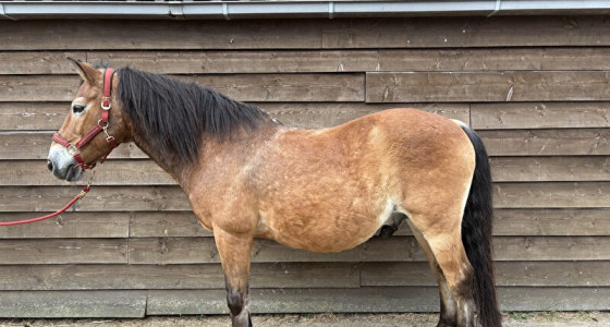 Hoe houden jullie het oudere paard goed?