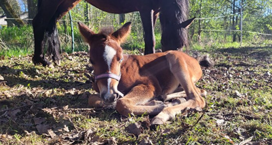 2 toppers geboren bij Hardy Stables