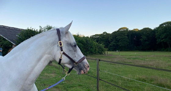 F.G. Grote Veld's Connemara's [volg]