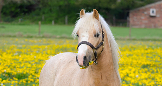 Gele hengst tussen de gele bloemetjes
