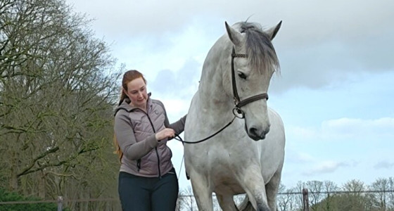 Topic dressuur/werken aan de hand