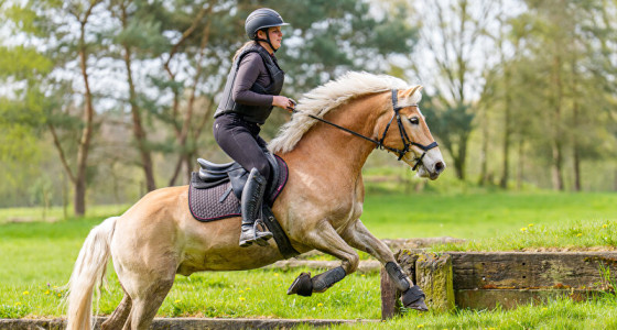Het cross seizoen goed begonnen met haflinger Alano