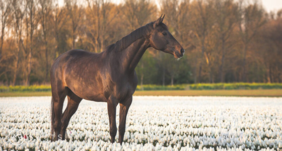 Fotoshoot tussen de witte tulpen