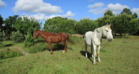 Paarden 24/7 buiten door omstandigheden