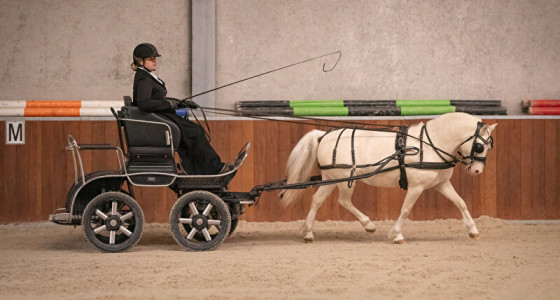 Onderlinge wedstrijd met Yellow de Cremello