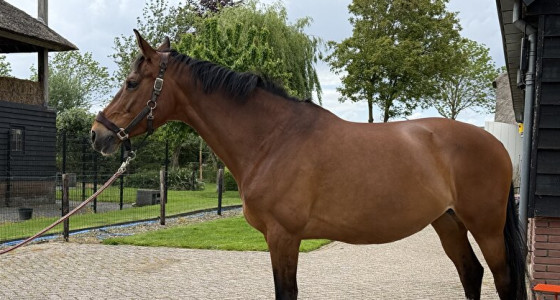 Welke hengst voor mijn merrie?