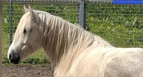 Kleine jongens worden groot