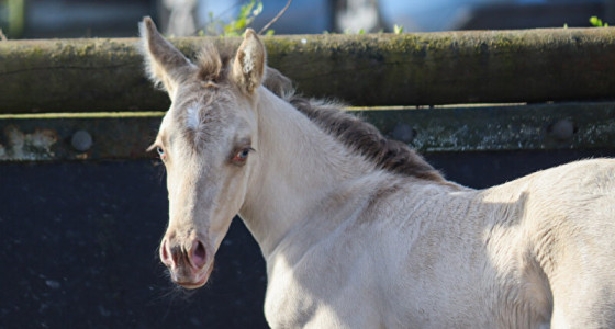 "Pearl" haar 1e topic