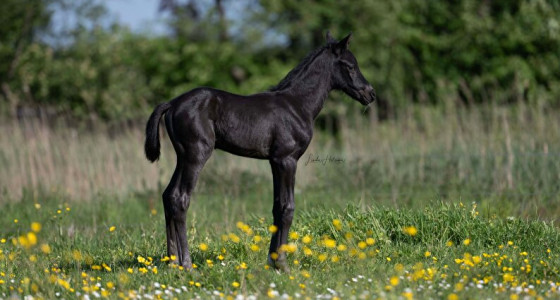 Welkom lieve, knappe, kleine Wic!