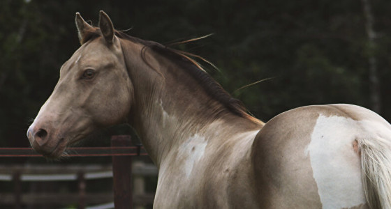 Hoe gaat het met Gouden Boktveulen 2020 Special, Champagne Tobiano