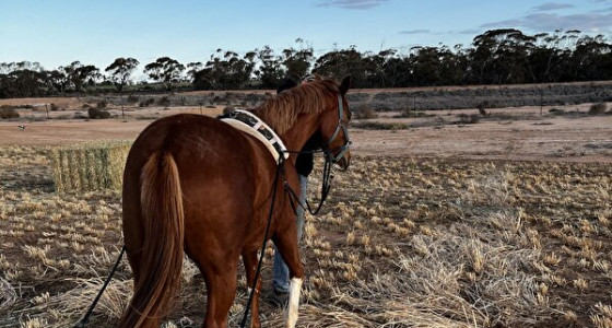 [Blog] Ons leven in Australie, soms zit het mee en soms zit het tegen.