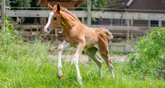 Y'essie, het grote, kleine zusje van Y'ur!