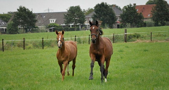 Knappe Trippel, mijn lieve, gelderse broekzakpaard!
