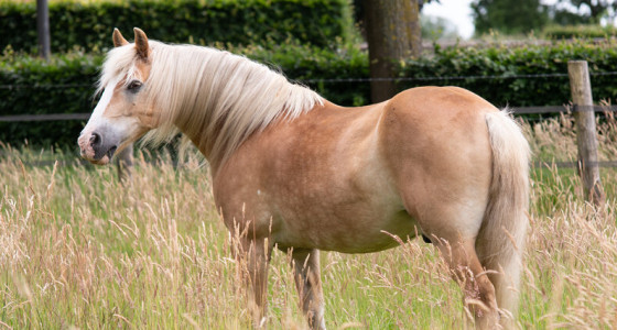 Mijn drie knapperds in het hoge gras