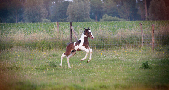 Bonte Diabolique (v. Cayenne pepper ter Linden x Bretton Woods)
