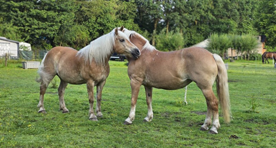 Eerste NVVR meerdaagse met Haflingers Roos & Anton