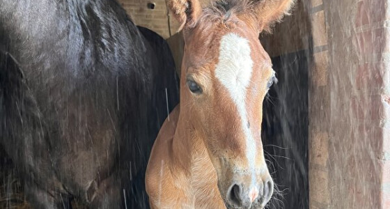 Paarden (veulen) en deze warmte, vernevel-installatie. Yay of nay?