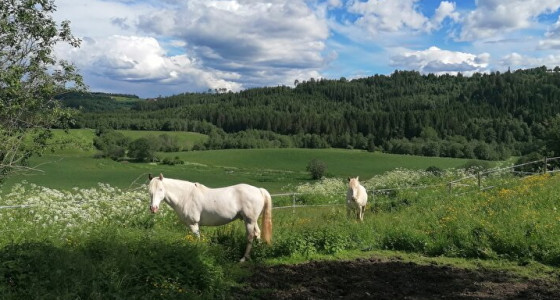 Stel je gaat emigreren. Gaat je paard met je mee?