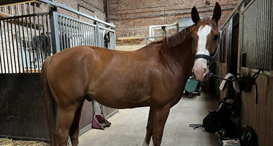 Ervaringen gezocht:  paard met terugkerende peesblessures