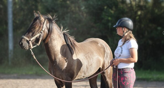 2 jarige Konik x Kiger Mustang hengst Spirit