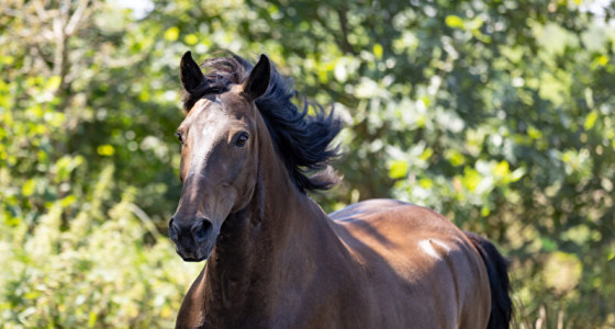 Paarden op de foto