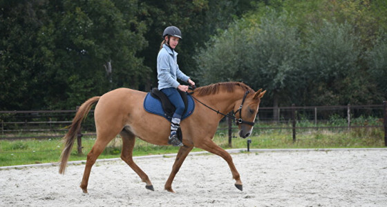 Welke bareback pad?