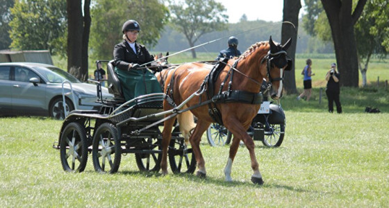 Veroontje aangespannen op concours