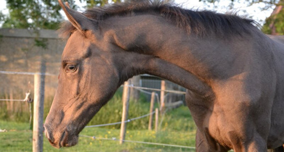 Roza wordt groot!