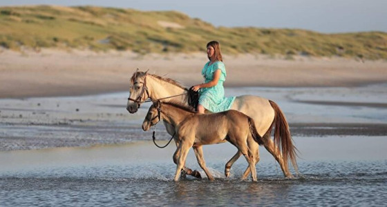 Een Rocky Mountain Horse veulen verwacht & Konik/Mustang × RMH veulen