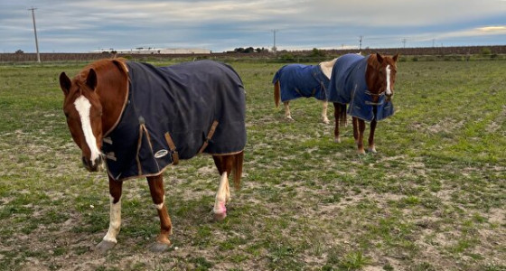 [Blog] Ons leven in Australië: Herstel, verhuizen en rijbaan planning