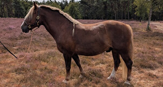 Knappe SF Daily op de bloeiende heide