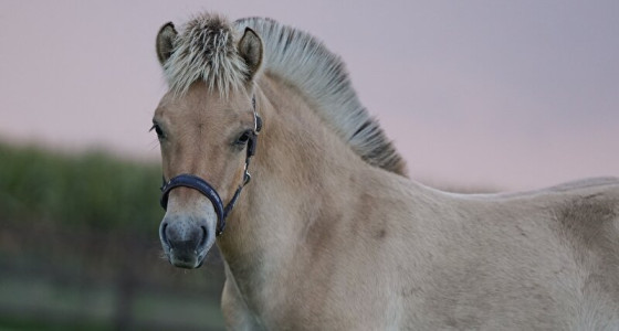 Wie gaat er op zoek naar een nieuw paard -deel 4