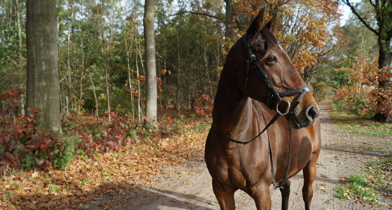 Oproep 25 jaar Bokt: Heb jij je paard of ander dier via Bokt gekregen?