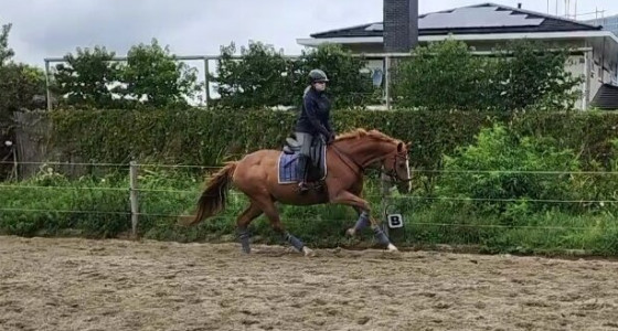 Jill (11 jaar) nog steeds in het zadel! En hoe?