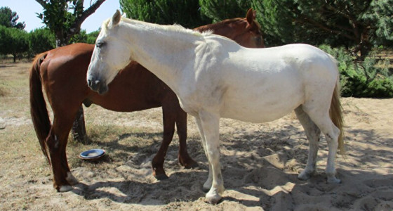 Mijn Lusitano is ineens een Andalusiër