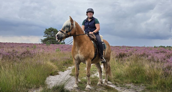 Met Haflinger Anton op de hei!