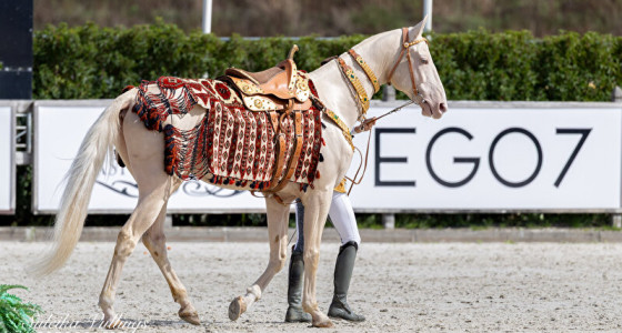 Verslag WK Akhal-Teke De Peelbergen