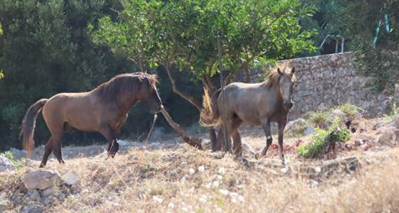 De wilde paarden van Mnt. Ainos (griekenland)