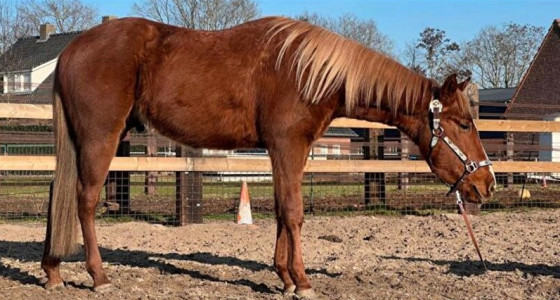 Een half jaar met Scooter