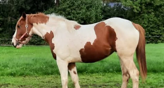 Tips gevraagd! Hoe hou ik mijn bonte paard met veel wit schoon?