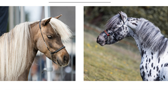 Roan of geen Roan? 5 mini veulens verwacht!