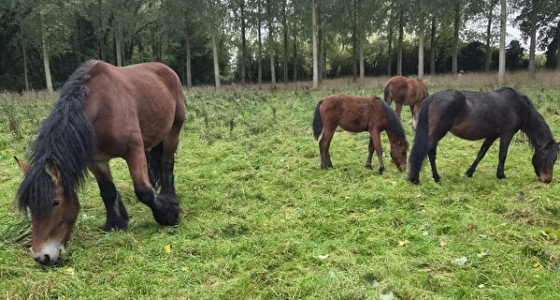 Hardy's Sweet Pea en Daisy